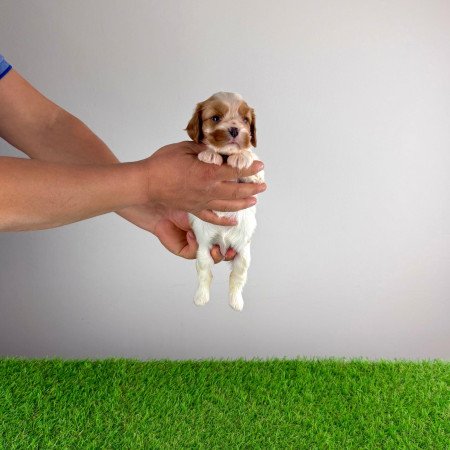 Törzskönyves Cavalier King Charles Spániel kiskutya