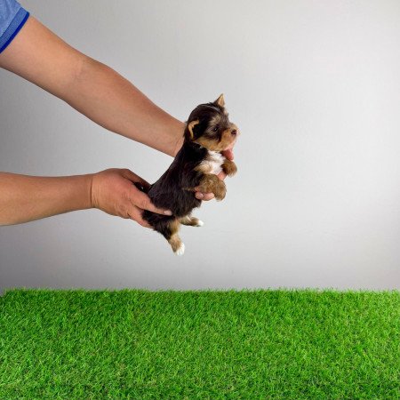 Törzskönyves csoki Yorkshire terrier Yorki kiskutya