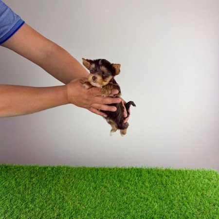 Törzskönyves csoki Yorkshire terrier Yorki kiskutya