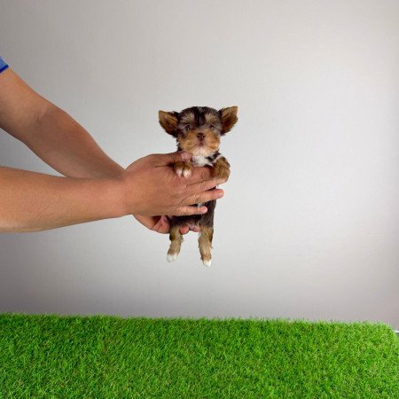 Törzskönyves csoki Yorkshire terrier Yorki kiskutya