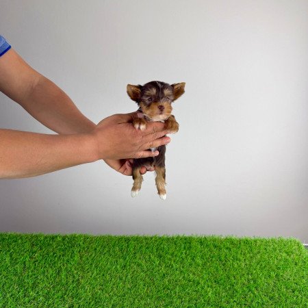 Törzskönyves csoki Yorkshire terrier Yorki kiskutya