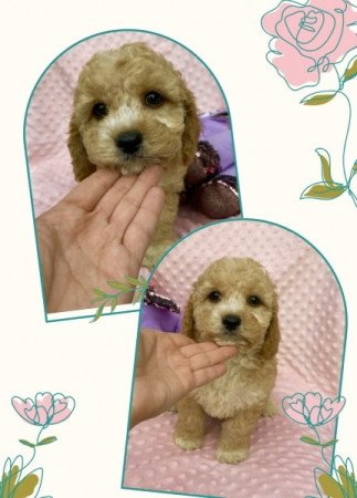 Maltipoo