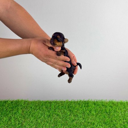 Törzskönyves Yorkshire terrier Yorki kiskutya