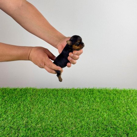 Törzskönyves Yorkshire terrier Yorki kiskutya