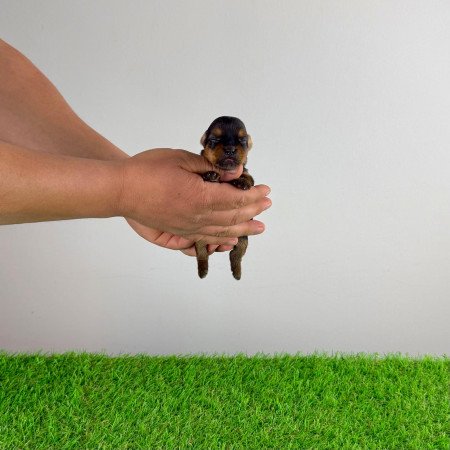 Törzskönyves Yorkshire terrier Yorki kiskutya