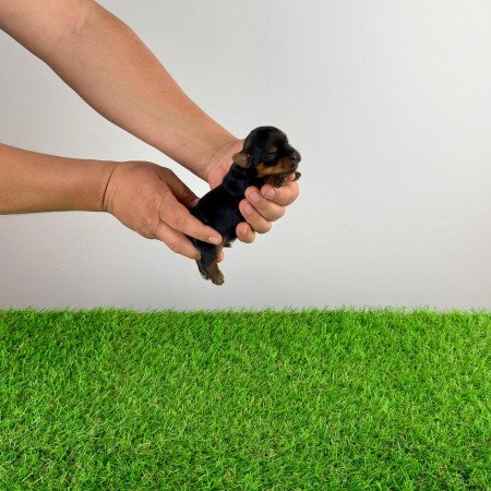 Törzskönyves Yorkshire terrier Yorki kiskutya