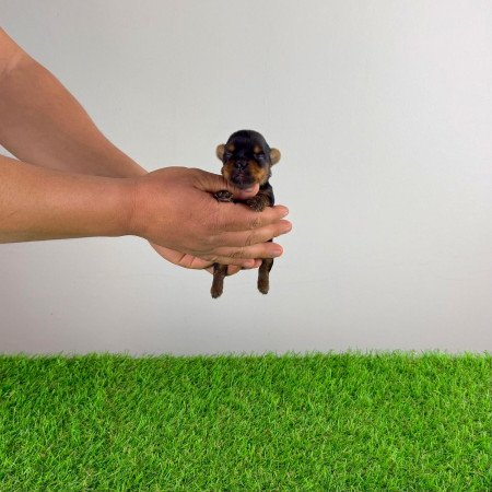 Törzskönyves Yorkshire terrier Yorki kiskutya