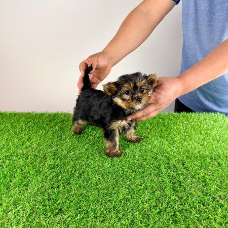 Törzskönyves Yorkshire terrier Yorki kiskutya