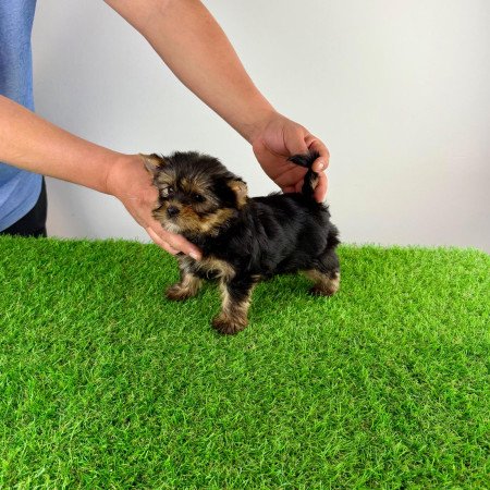 Törzskönyves Yorkshire terrier Yorki kiskutya