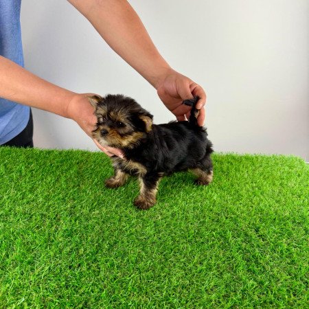 Törzskönyves Yorkshire terrier Yorki kiskutya