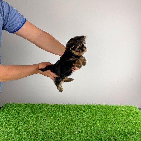 Törzskönyves Yorkshire terrier Yorki kiskutya