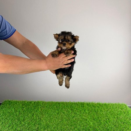 Törzskönyves Yorkshire terrier Yorki kiskutya