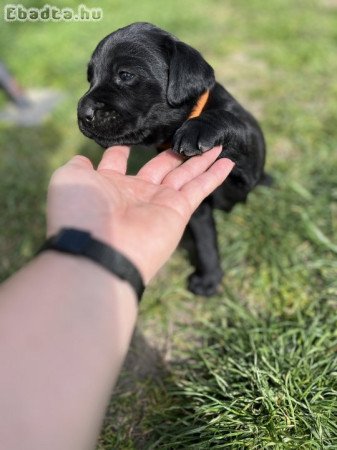 Labrador Retriver fajtatiszta jellegü kiskutyàk