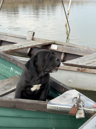 Cane Corso szuka Euch Wch vonallal tenyésztői garanciával eladó