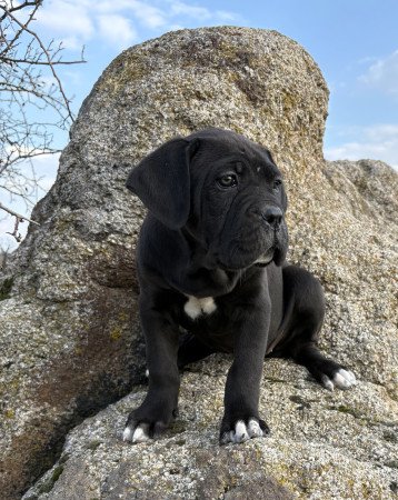 Cane Corso szuka Euch Wch vonallal tenyésztői garanciával eladó