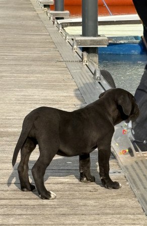 Cane Corso szuka Euch Wch vonallal tenyésztői garanciával eladó
