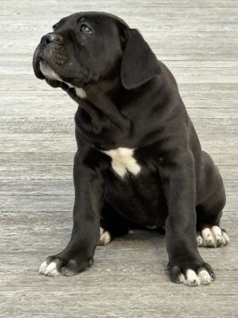 Cane Corso szuka Euch Wch vonallal tenyésztői garanciával eladó