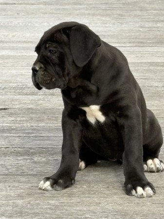 Cane Corso szuka Euch Wch vonallal tenyésztői garanciával eladó