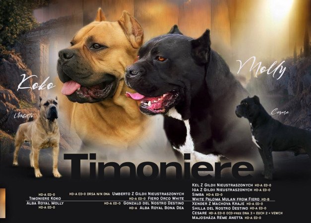 Cane Corso szuka Euch Wch vonallal tenyésztői garanciával eladó