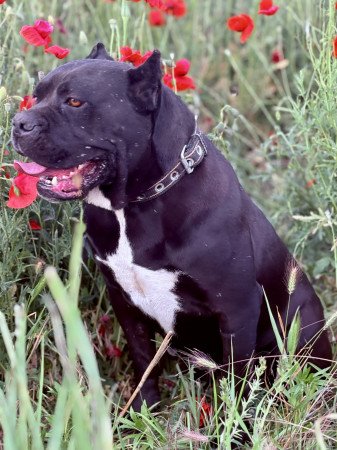 Cane Corso szuka Euch Wch vonallal tenyésztői garanciával eladó
