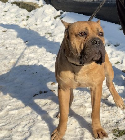 Cane Corso szuka Euch Wch vonallal tenyésztői garanciával eladó