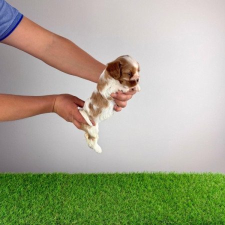 Cavalier King Charles Spániel