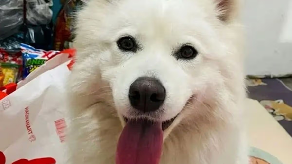 Halálra égett egy kutya tűzijáték miatt