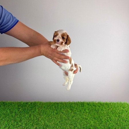 Cavalier King Charles Spániel