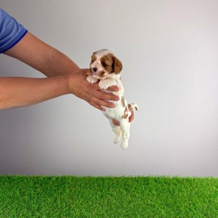 Cavalier King Charles Spániel