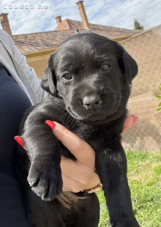 Labrador Retriver fajtatiszta jellegü kiskutyàk