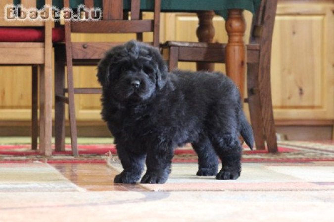 Újfundlandi kölykök