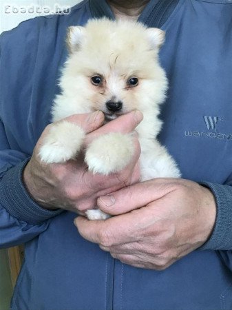 Eladók, foglalhatók Spicc, Spitz kiskutyák!