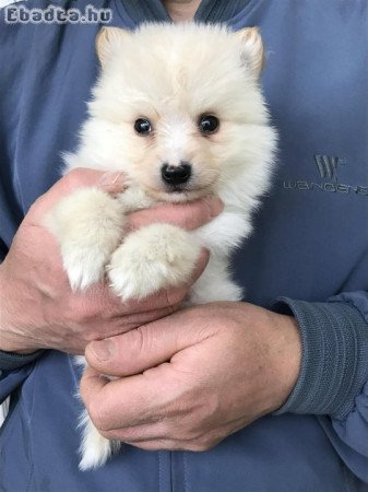 Eladók, foglalhatók Spicc, Spitz kiskutyák!