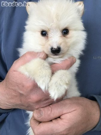 Eladók, foglalhatók Spicc, Spitz kiskutyák!