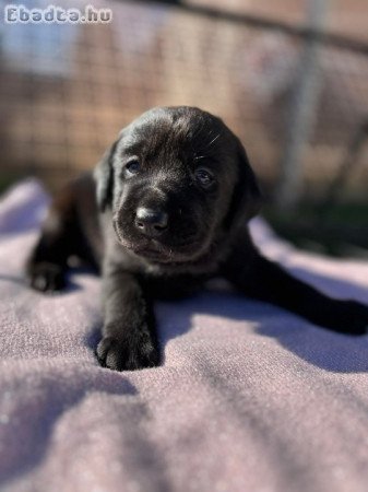 Labrador Retriver fajtatiszta jellegü kiskutyàk