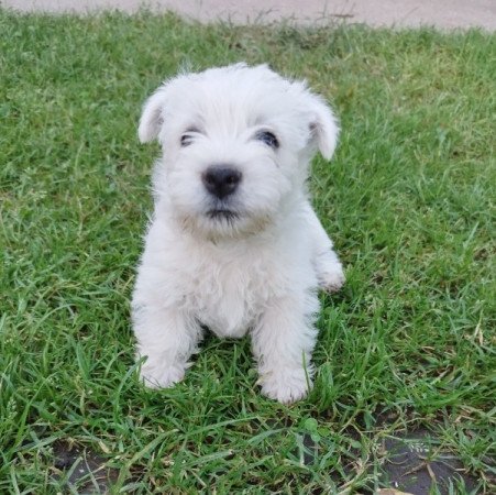 West Highland White Terrier