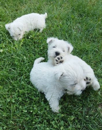 West Highland White Terrier