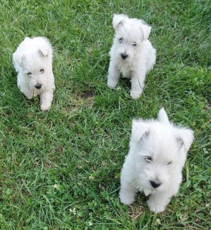 West Highland White Terrier