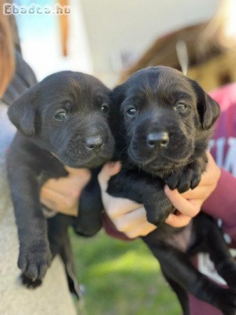 Labrador Retriver fajtatiszta jellegü kiskutyàk