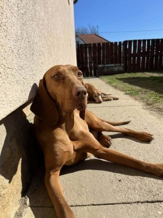 Magyar vizsla