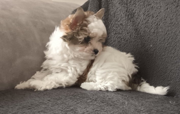 Colorful terrier (szines yorki)