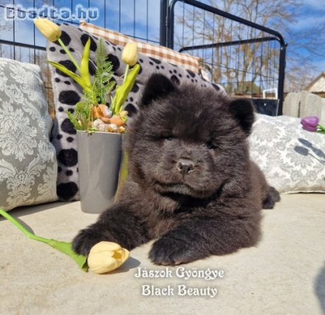 Csau-csau fekete és vörös kislány