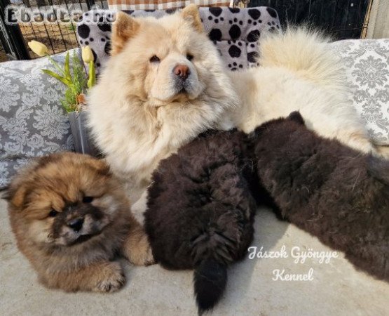 Csau-csau fekete és vörös kislány