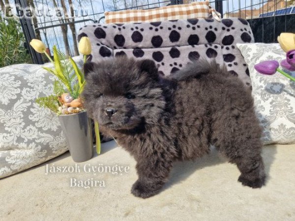 Csau-csau fekete és vörös kislány