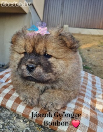 Csau-csau fekete és vörös kislány