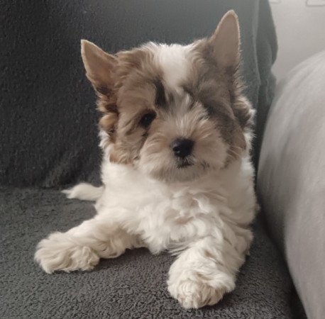 Colorful terrier (szines yorki)