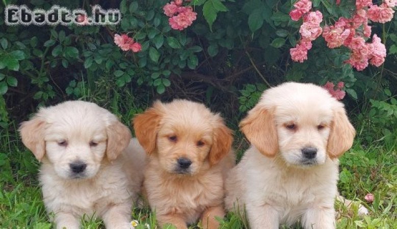 eladó golden retriever