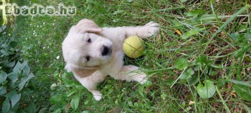 eladó golden retriever