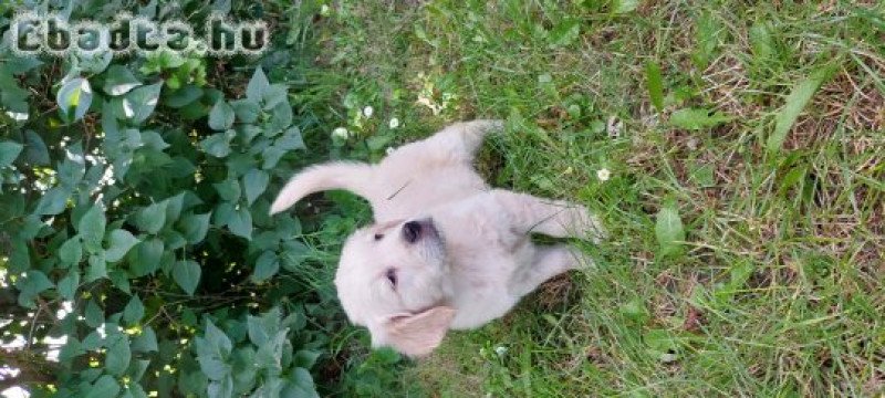 eladó golden retriever