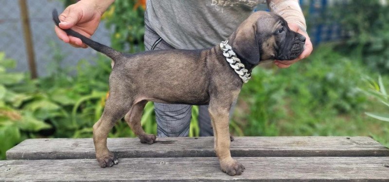 Cane corso